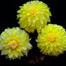 LemonICE