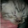 Stryaptsova