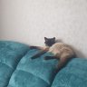 niyazova