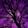 purplestorm