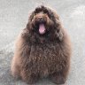 Monsterdog