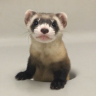 fidgety.ferret