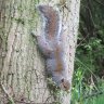 treehugz