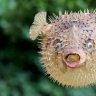 affableblowfish