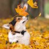 iloveautumn