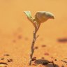 Seed