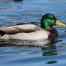 duckquackingmullard