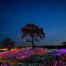Yang Kwang Seon