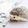 RobixcnFox neeeebnb3
