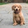 Aswqrhley Cooper