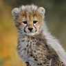 GrowthCheetah