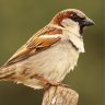 highsparrow