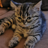 La Cuqui