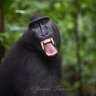 blackmonkey