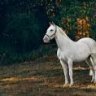 Felipe578