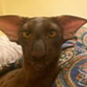 Daimon4