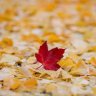 Autumn p.m