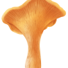 chanterellemushrooms