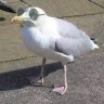 Bird.