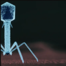 viralinfection