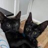 BatCats