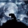 Wolfgangg