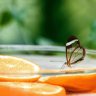 Trey Smooth