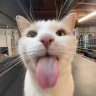 henry12