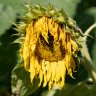 SunFlowerIsLow
