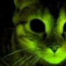 MrGreenH