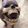 goblino47