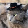 GreyCatWorld