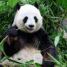 panda09