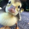 scurryingduck