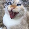 Psychocat