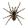 spiderwebsmith
