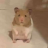 SolicitingHamster