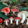 russula