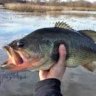 BigBassFisher
