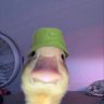 topywrepu