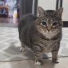 Etheldev