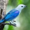 Bleugrey