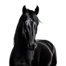 blackhorse_
