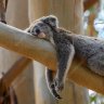 RestingKoala