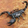 ScorpionAlexandre