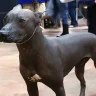 Peruvianhairlessdog