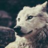 Lone Wolfy