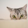 blackmiao