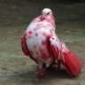RedPigeon