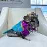 Royal_Chinchilla